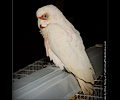 Bare Eyed Cockatoo at the Rocky Mountain Bird Expo