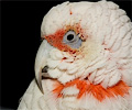 Bare Eyed Cockatoo at the Rocky Mountain Bird Expo