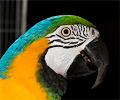 Blue and Gold Macaw at the Rocky Mountain Bird Expo