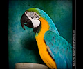 Blue and Gold Macaw at the Rocky Mountain Bird Expo