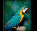 Blue and Gold Macaw at the Rocky Mountain Bird Expo