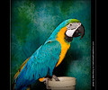 Blue and Gold Macaw at the Rocky Mountain Bird Expo