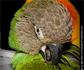 Blue Crown Conure at the Rocky Mountain Bird Expo