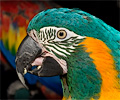 Blue Throated Macaw at the Rocky Mountain Bird Expo