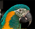 Blue Throated Macaw at the Rocky Mountain Bird Expo