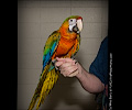 Double Shamrock Macaw at the Rocky Mountain Bird Expo
