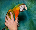 Double Shamrock Macaw at the Rocky Mountain Bird Expo