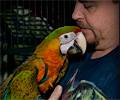 Double Shamrock Macaw at the Rocky Mountain Bird Expo