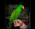 Eclectus Parrot at the Rocky Mountain Bird Expo