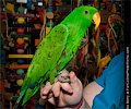 Eclectus Parrot at the Rocky Mountain Bird Expo