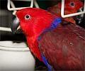 Eclectus Parrot at the Rocky Mountain Bird Expo