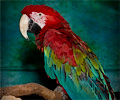 Green Wing Macaw at the Rocky Mountain Bird Expo