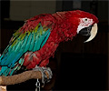 Green Wing Macaw at the Rocky Mountain Bird Expo