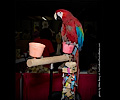 Green Wing Macaw at the Rocky Mountain Bird Expo