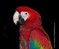 Green Wing Macaw at the Rocky Mountain Bird Expo