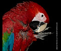 Green Wing Macaw at the Rocky Mountain Bird Expo