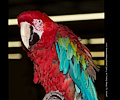 Green Wing Macaw at the Rocky Mountain Bird Expo