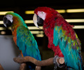 Green Wing Macaw at the Rocky Mountain Bird Expo