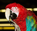 Green Wing Macaw at the Rocky Mountain Bird Expo