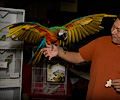 Harlequin Macaw at the Rocky Mountain Bird Expo