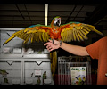 Harlequin Macaw at the Rocky Mountain Bird Expo