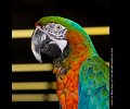 Harlequin Macaw at the Rocky Mountain Bird Expo