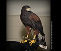 Harris Hawk at the Rocky Mountain Bird Expo