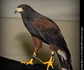 Harris Hawk at the Rocky Mountain Bird Expo