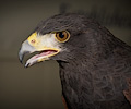 Harris Hawk at the Rocky Mountain Bird Expo