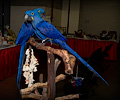 Hyacinth Macaw at the Rocky Mountain Bird Expo