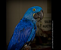 Hyacinth Macaw at the Rocky Mountain Bird Expo