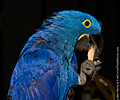 Hyacinth Macaw at the Rocky Mountain Bird Expo