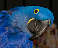 Hyacinth Macaw at the Rocky Mountain Bird Expo