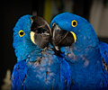 Hyacinth Macaw at the Rocky Mountain Bird Expo