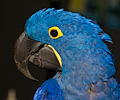 Hyacinth Macaw at the Rocky Mountain Bird Expo