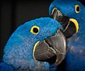 Hyacinth Macaw at the Rocky Mountain Bird Expo