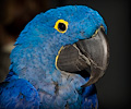 Hyacinth Macaw at the Rocky Mountain Bird Expo