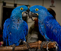 Hyacinth Macaw at the Rocky Mountain Bird Expo