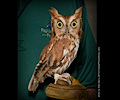 Male Eastern Screech Owl at the Rocky Mountain Bird Expo