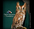 Male Eastern Screech Owl at the Rocky Mountain Bird Expo