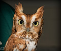 Male Eastern Screech Owl at the Rocky Mountain Bird Expo