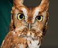 Male Eastern Screech Owl at the Rocky Mountain Bird Expo