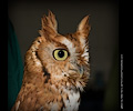 Male Eastern Screech Owl at the Rocky Mountain Bird Expo