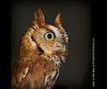 Male Eastern Screech Owl at the Rocky Mountain Bird Expo