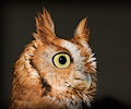 Male Eastern Screech Owl at the Rocky Mountain Bird Expo