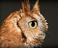 Male Eastern Screech Owl at the Rocky Mountain Bird Expo