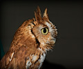 Male Eastern Screech Owl at the Rocky Mountain Bird Expo