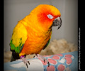 Sun Conure at the Rocky Mountain Bird Expo
