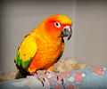 Sun Conure at the Rocky Mountain Bird Expo