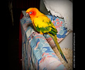 Sun Conure at the Rocky Mountain Bird Expo